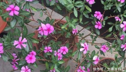  『蚂蚁』如何去除花盆里的蚂蚁虫害？5个方法，从根源上将它灭光光