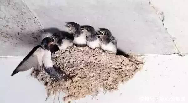 燕子不落苦寒之家，不进愁家门，他们是怎么判断的呢？