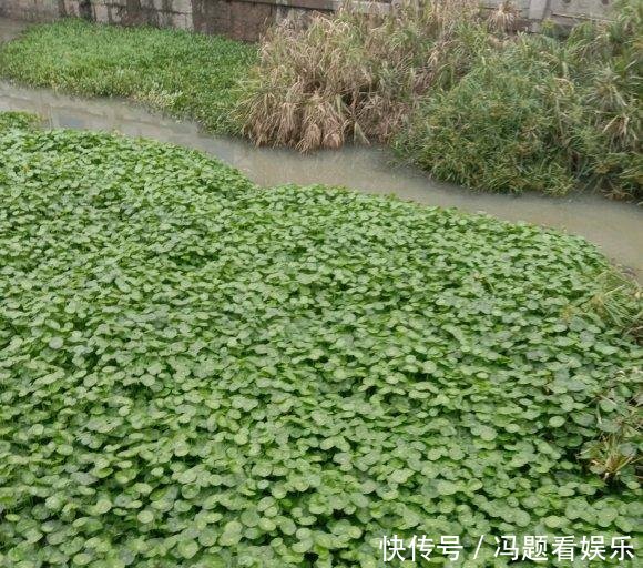  [花盆]河边捞点铜钱草，“半水半土”养，30天迅速长满花盆，贼好养