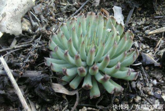  『观赏价值』夏天，在瓦房上有“2种草”，看到请保护，如今珍贵，能当盆栽