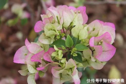  品种@养三角梅选它，花多的不见叶，一年四季花开不停！