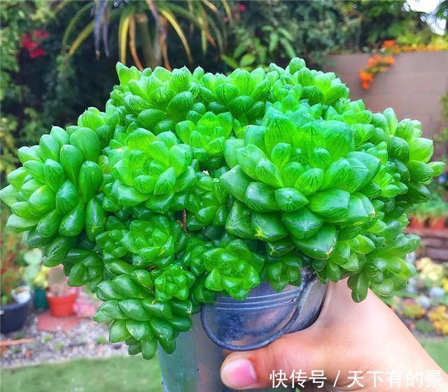  养护@养护多肉“玉露”，做好这7点，株型憨憨可爱叶色晶莹剔透