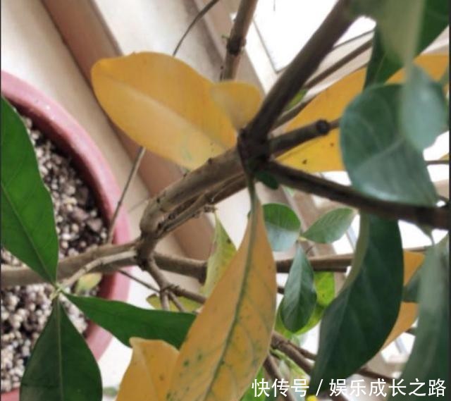  栀子花@新手养栀子，黄叶非常多，4个原因看一看！