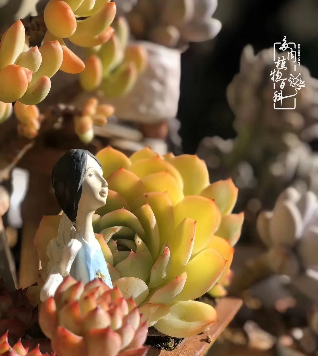  「院里」在茜的多肉小院里,花时间种快乐!