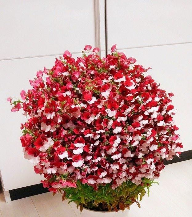  『拥有』新型盆栽花卉，花色绚丽多彩，犹如铺地彩虹，三季开花，值得拥有