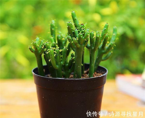 「漂亮」这几种多肉有毒!虽然漂亮 但家里有孩子的话最好还是不要养殖了
