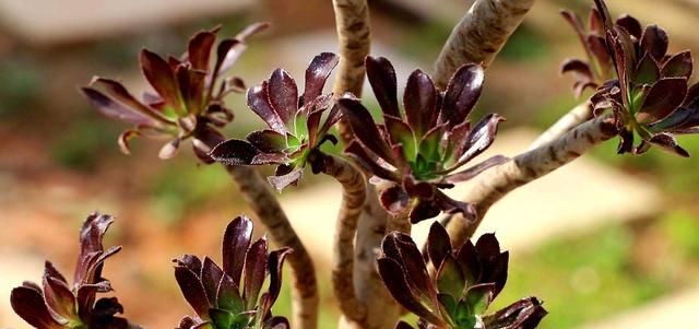 【养护时】多肉植物黑法师在春天的养护方法