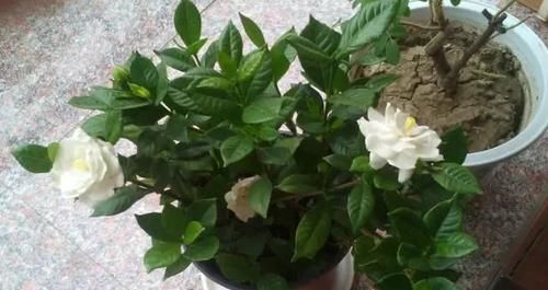  「栀子花」买回来的栀子花剪一剪，不黄叶，枝多花爆盆，香味飘满屋