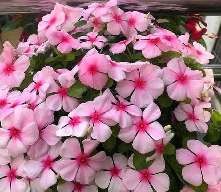  「有花赏」1种“平民花”，便宜又好养，10元两盆，开花超强，四季有花赏！