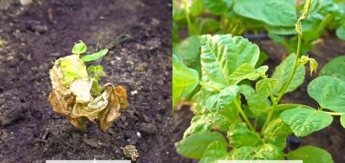  水培植物@过氧化氢用来养花的几种特殊作用，能很好促进植物生长