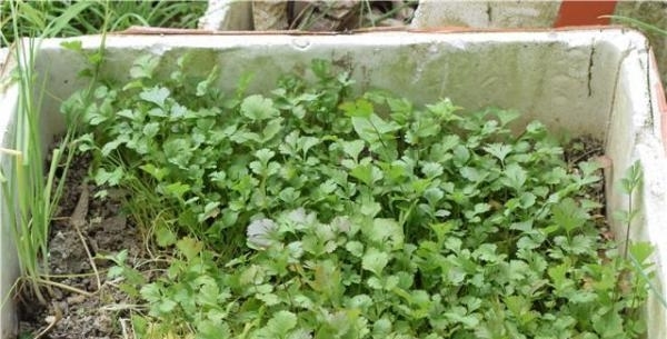 国人不愧是种菜狂魔，泡沫盒、垃圾桶里种菜比地里长得还好