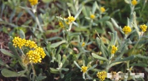  【城里人】曾经当农田杂草，如今成高档野菜，8元一斤，很多人来