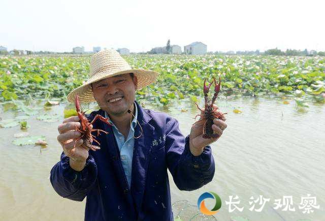  [盘龙岭村]产业扶贫看长沙丨荷花虾产业篇：荷虾共生 效益倍增