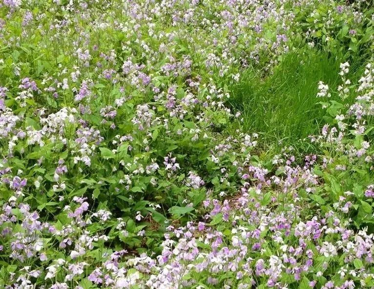  【慎养】这花要慎养，每年砍掉3麻袋，照样蹭蹭长！