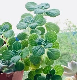 「室内」这种植物,能食用能驱蚊,香味浓甜惹人迷,家里养一盆,比绿萝强