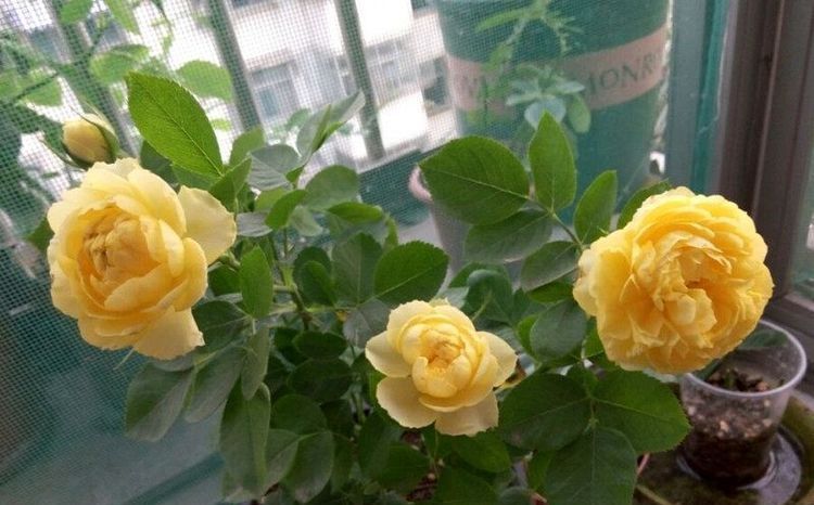  庭院@养花就养色泽鲜艳的，养在家里花香怡人，枝繁叶茂，庭院变花海