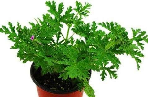  花园里：花园里养上“3种花”，蚊子都吓跑，为了家人，养上一些吧！