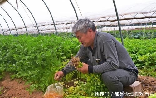  「老两口」农村人种植蔬菜，家家盖起了小洋楼，离不开一种人的