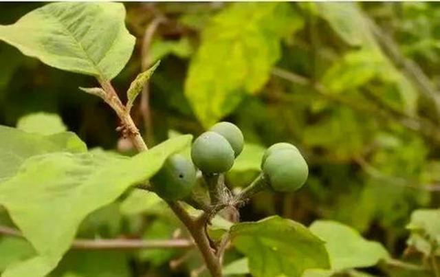 价值:山沟沟一种带刺的野草,名叫“刺天茄”,繁殖快结果子,价值高