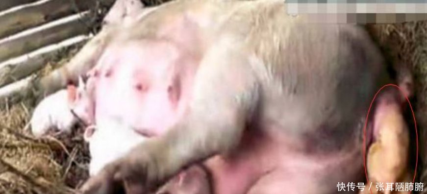 大妈早上去喂猪，发现猪圈里多了几团东西，细看后不淡定了