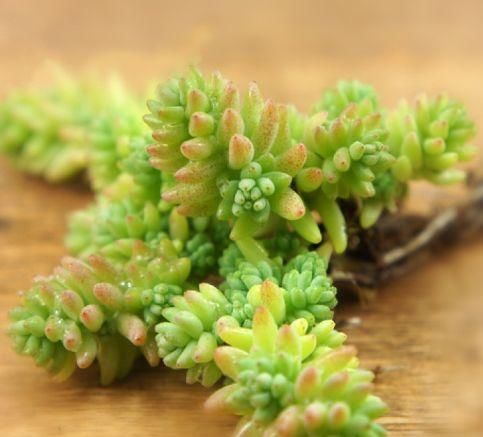  「珍品」喜欢菊花，不如试试“菊中珍品”申江神驹，绿蕊金衣，金光闪闪