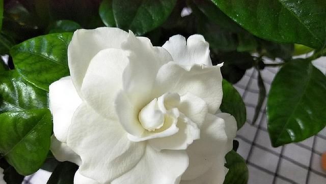  『影响』栀子花叶子薄、小、软，赶紧这么做，否则会影响开花！