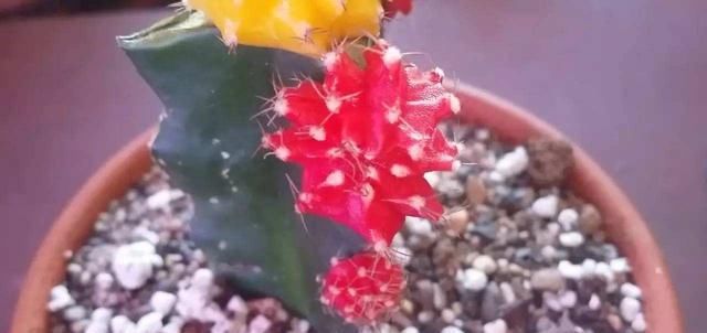  「看起来颇为」茶花蟹爪兰爱嫁接！钻个洞，插根枝，它们开花更具色泽感！