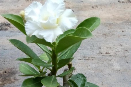  【绿萝】这几种花最适合夏天养,越热开花越多,比绿萝还好养