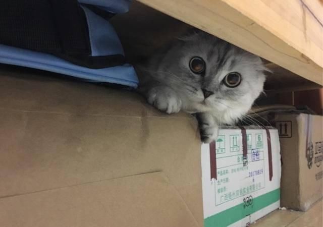 #不瞒你说#不瞒你说,这6种东西对猫咪来说是“克星”,会让它很害怕