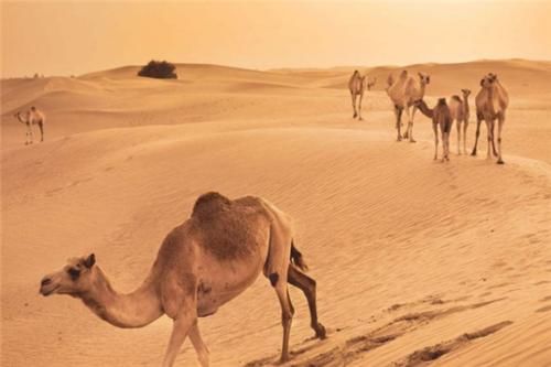  「沙漠变绿洲」全球首个“沙漠变绿洲”的地方，现已生机盎然，