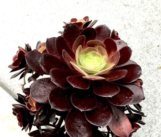 『自带』自带特殊“体臭”的多肉植物,入手需谨慎