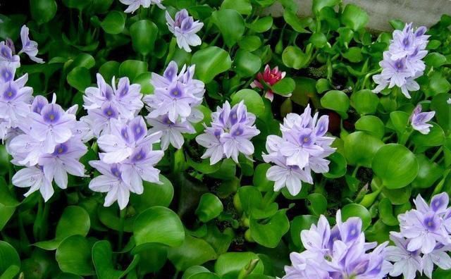  「能力」这种水生植物繁殖能力强，颜值还高！养在鱼缸里有惊喜