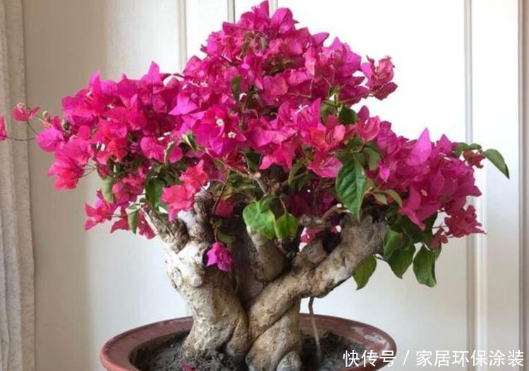 『层层』最受欢迎的4种花,阳台开出花海,妖艳妖娆,层层交叠,烂漫迷人