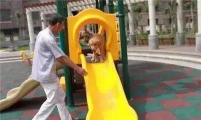 「爷爷生病」金毛在爷爷重病期间偷偷溜出去玩找到金毛后爷爷感动哭了