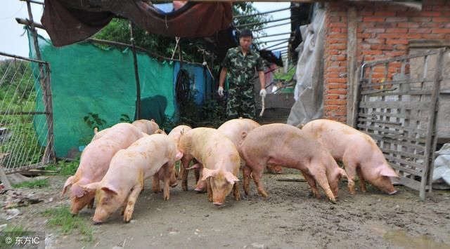 农民这样养猪一头净利润800元,国家为什么不让