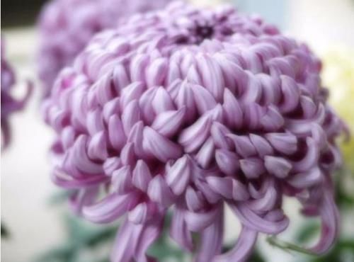 动人：喜欢菊花，不如养盆“菊中精品”白猿献果，花开山间，紫色动人