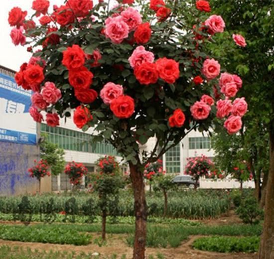 此花被誉为“我国最美花树”，花开290天，一株三色，好养，易活