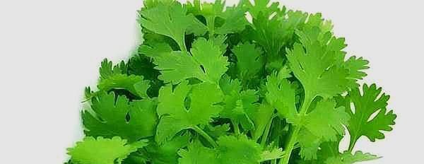  吃不完|阳台种这几样菜，天天有菜摘，吃都吃不完！