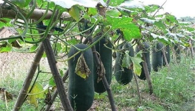  冬瓜：冬瓜有哪些种植方法？适合在什么季节种植？种植期间有哪些需要注意