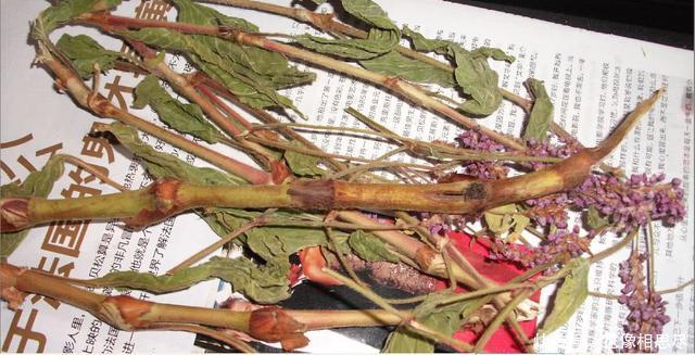 农村这种野草比辣椒还辣，曾被当做杂草，却不知是酒曲的原料！