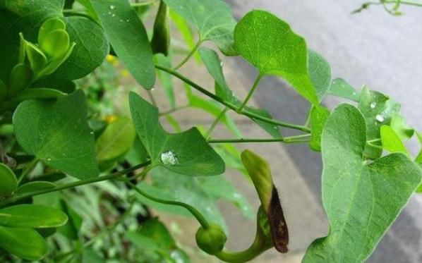  植物■生长于野外的这种植物，长在野外却无人认识！一斤1500元太珍贵