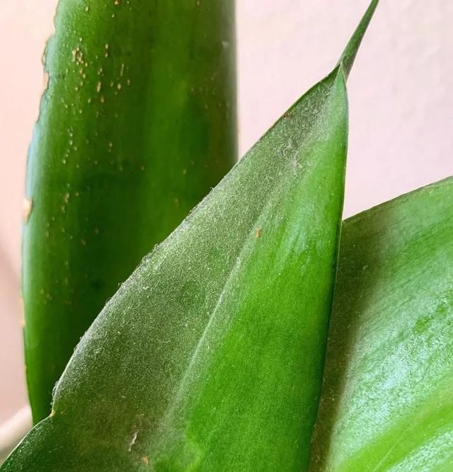  植物的叶片■两三周给室内植物清洁一次，远离病虫害，让叶子更油亮