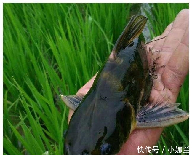 大叔用农田打造水稻鸭子鱼, 年入几十万