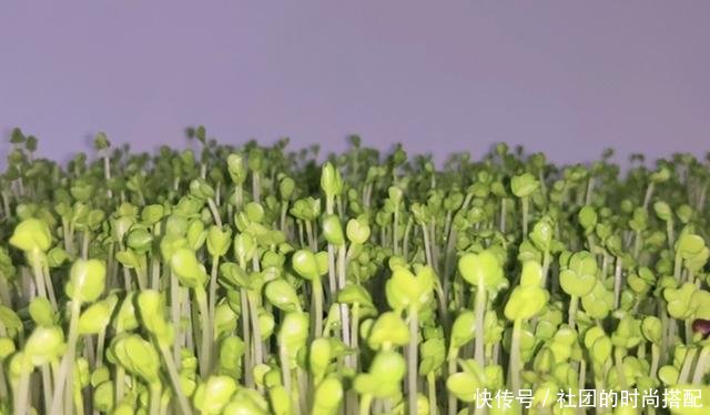  卫生：在厨房种上这些，不但可以当绿植看，还可以吃，干净卫生有营养