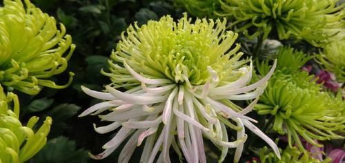 「喜欢」喜欢菊花，就养“珍稀名菊”绿安娜，绿色花朵上开出白花，惊艳！