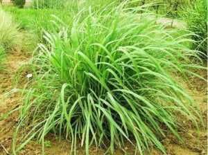 能力:柠檬草 又称为柠檬香茅 多年生草本植物,柠檬草还具抗菌能力 。