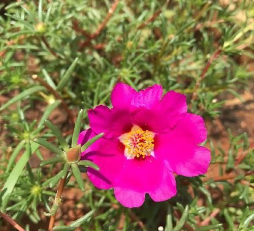  『只长叶不开』偷偷给妈妈养的太阳花狠狠剪了个光头，一个月后开花爆盆，真值