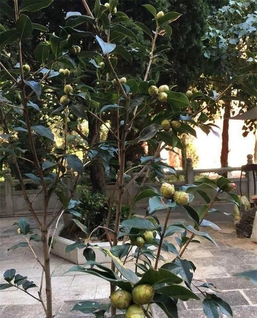 越多越好@茶花花苞越多越好?小心空欢喜一场!