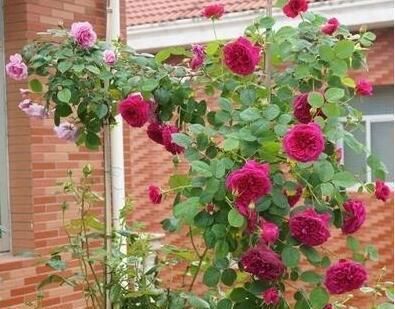  『能养』这花很好看，院子阳台都能养，2年长一片，见的人都拍照发朋友圈
