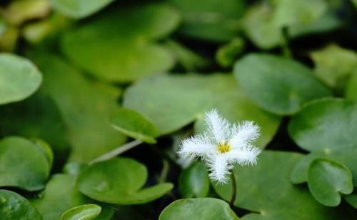 「金银莲花」印度一种“水生花”,花开带流苏,1片叶子就能养,3个月开满缸